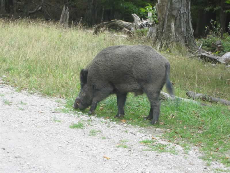 Lainzer Tiergarten Wildschwein beim Wandern