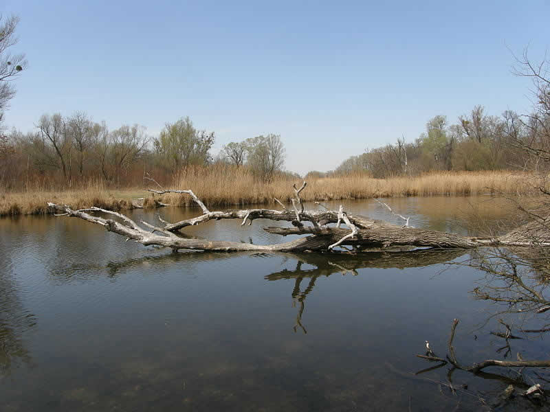 Erholungsgebiet Lobau in Wien-Donaustadt