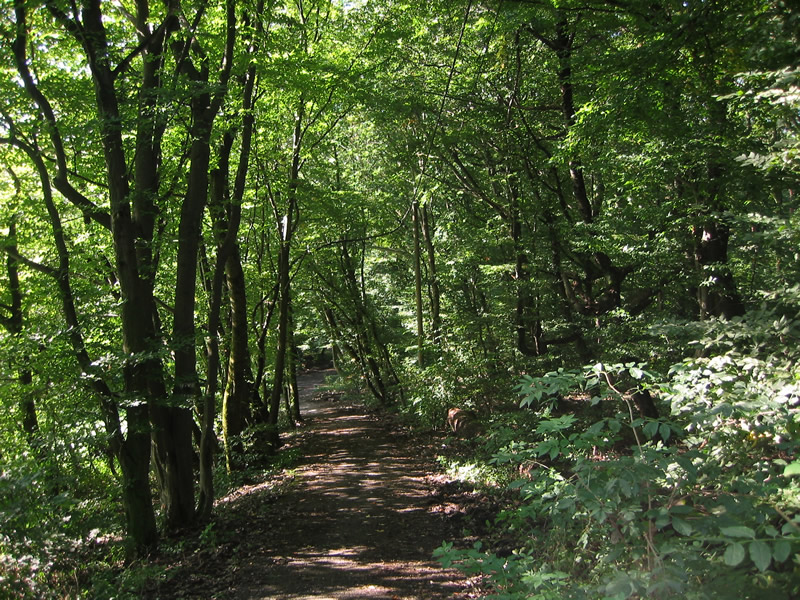 Ottakringer Wald in Wien-Ottakring