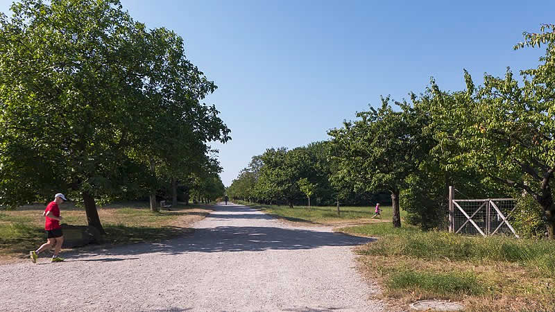 Steinhofgründe in Wien 14