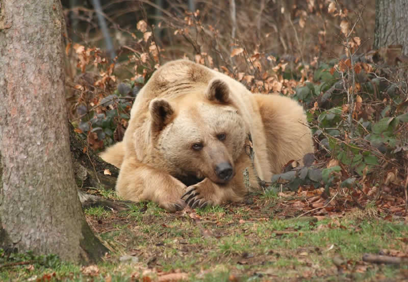 Bärenwald Arbesbach / Braunbär