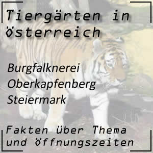 Burgfalknerei Oberkapfenberg in der Steiermark