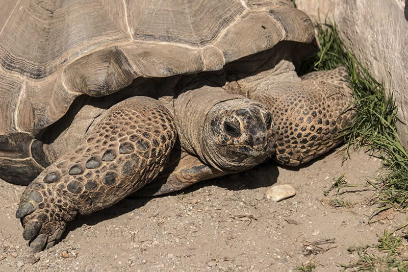 Raritätenzoo Ebbs / Schildkröte