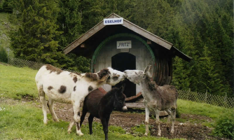 Streichelzoo Bichlbach in Tirol / küssende Esel