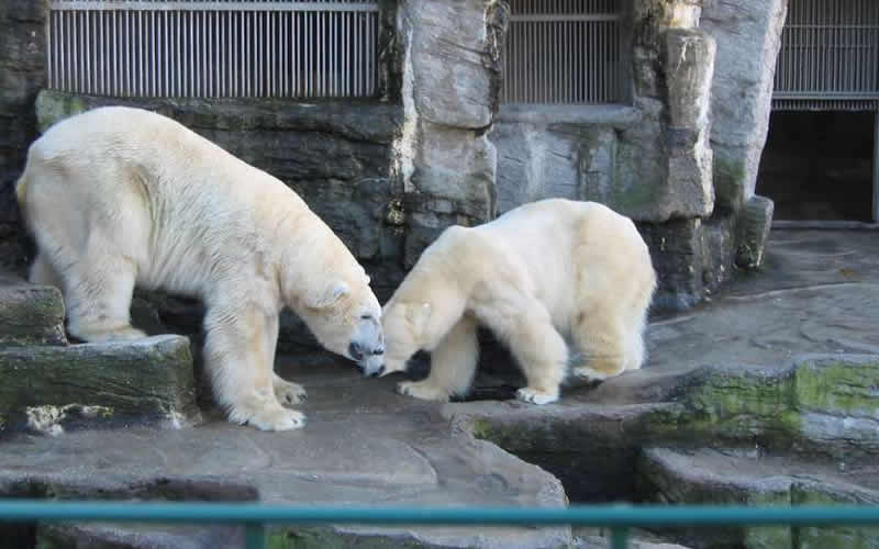 Eisbären im Tiergarten Schönbrunn