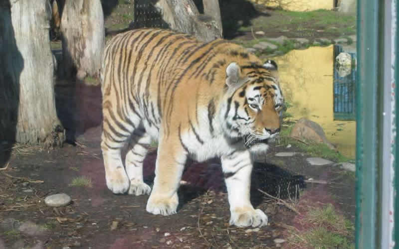 Tiger im Tiergarten Schönbrunn