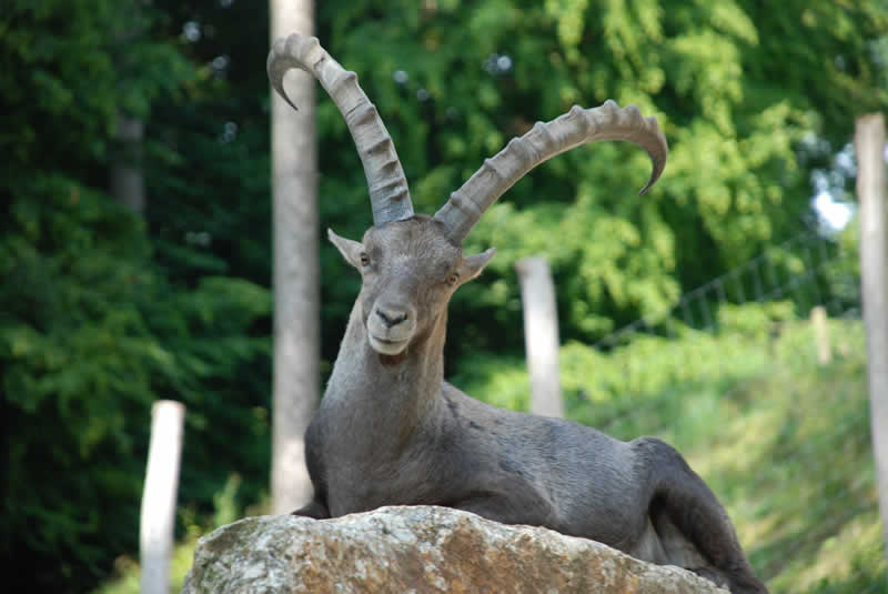 Tierpark Stadt Haag Niederösterreich / Alpensteinbock