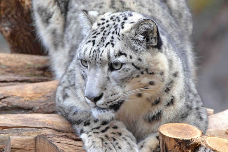 Weißer Zoo Kernhof / Schneeleopard