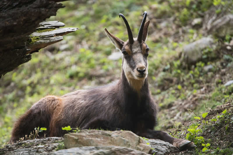 Wildpark Assling in Osttirol