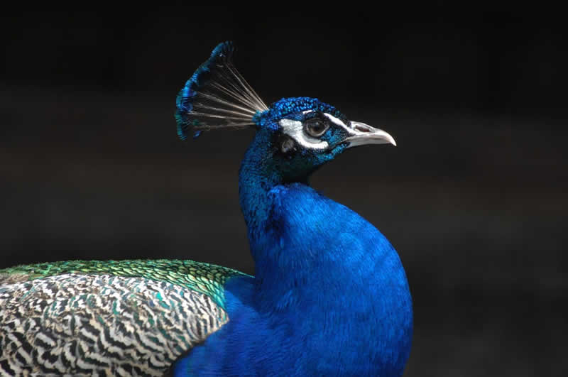 Wildpark Aurach in Tirol / Pfau