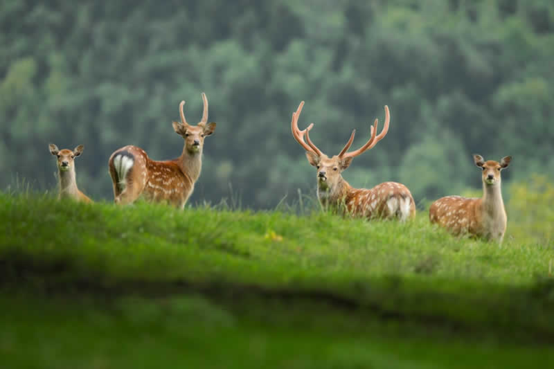 Wildpark Feldkirch / Rotwild