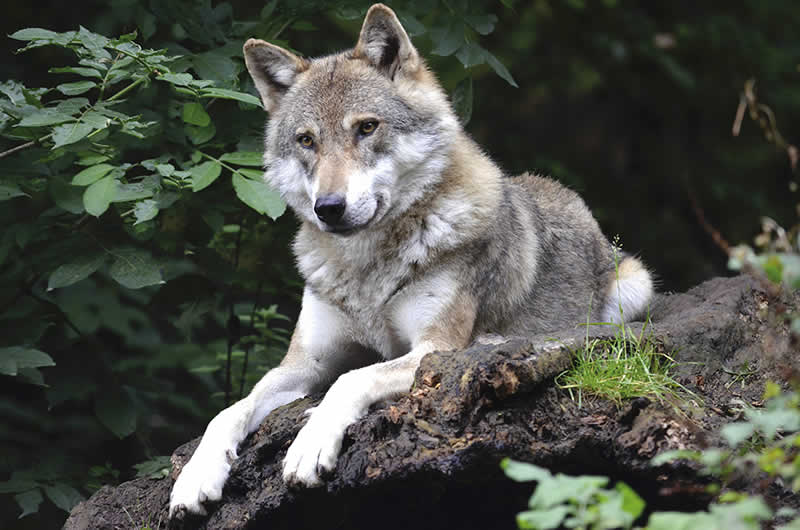 Wildpark Ferleiten in Fusch Salzburg / Wolf