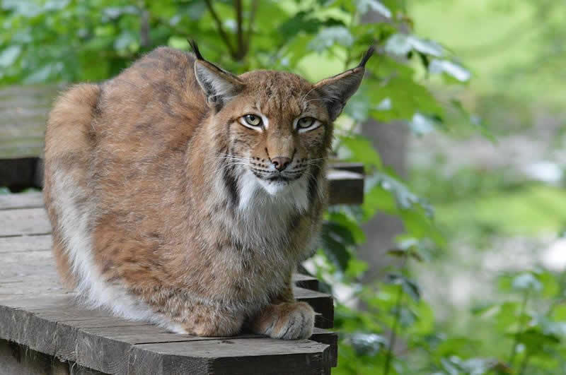 Wildpark Grünau Oberösterreich / Luchs