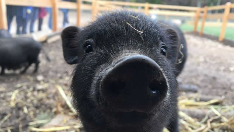 Wildpark Hohe Wand / Hängebauchschwein