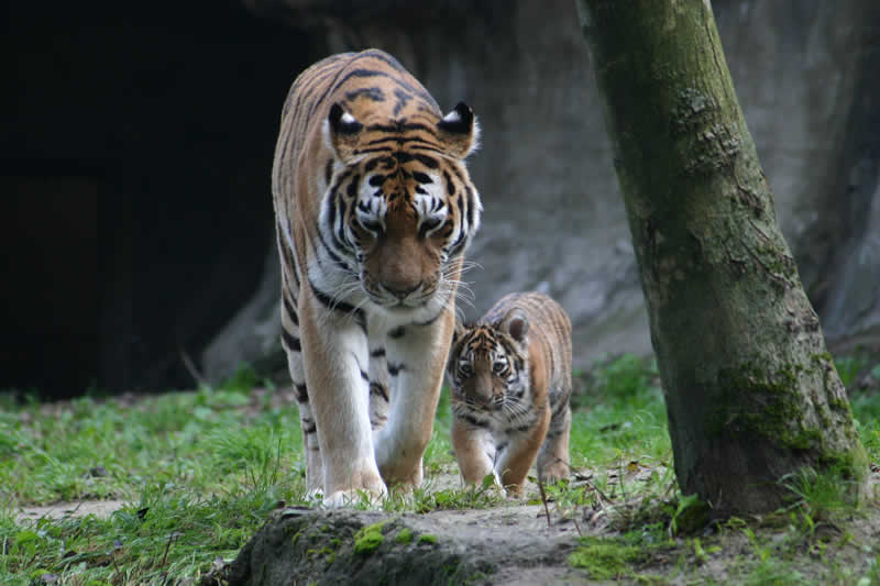 Zoo Schmiding Krenglbach / sibirischer Tiger