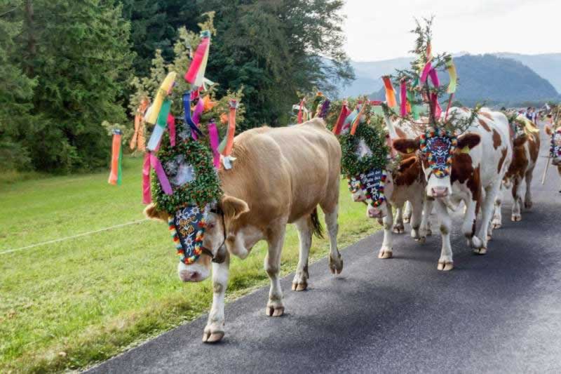 Almabtrieb in Österreich