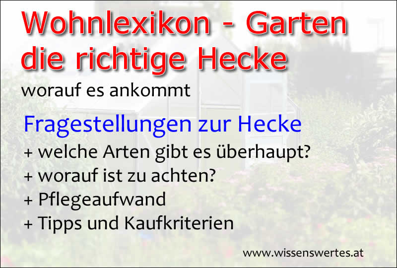 Tipps für die optimale Hecke im Garten