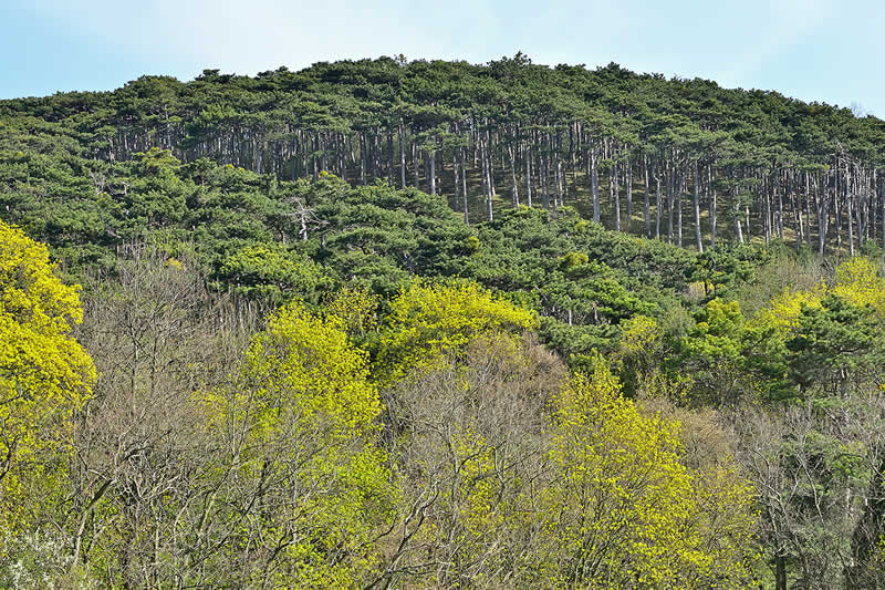 Naturpark Föhrenberge