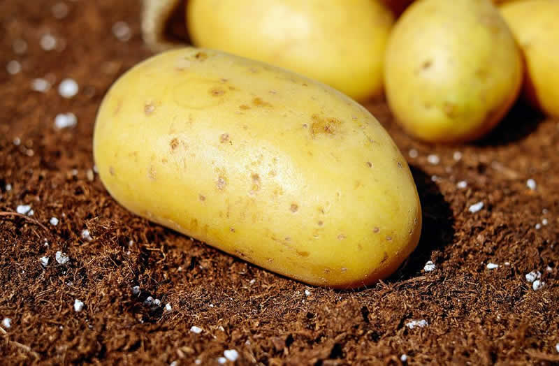 Salatrezepte mit Kartoffeln