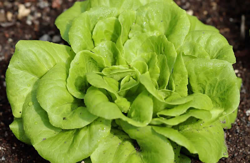 Salatrezepte mit Blattsalat