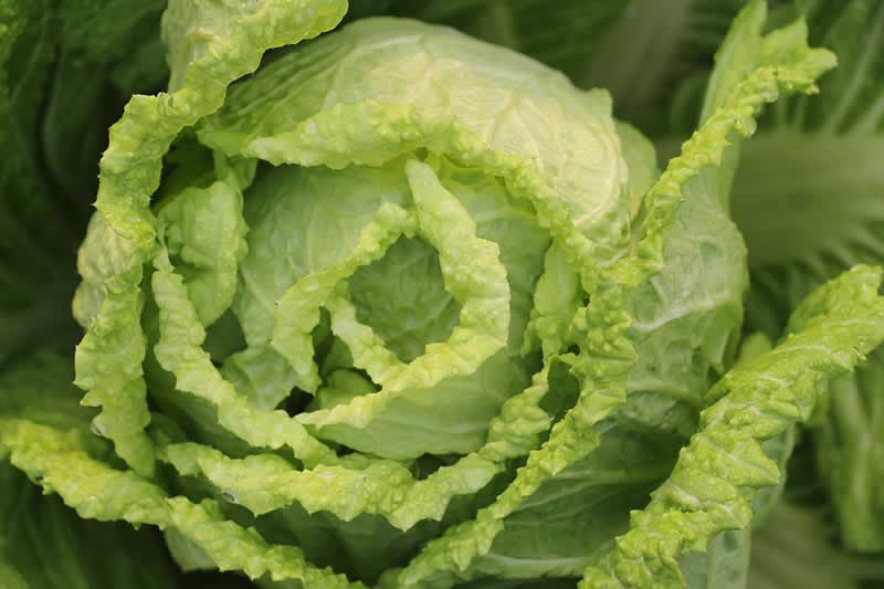 Salatrezepte mit Chinakohl