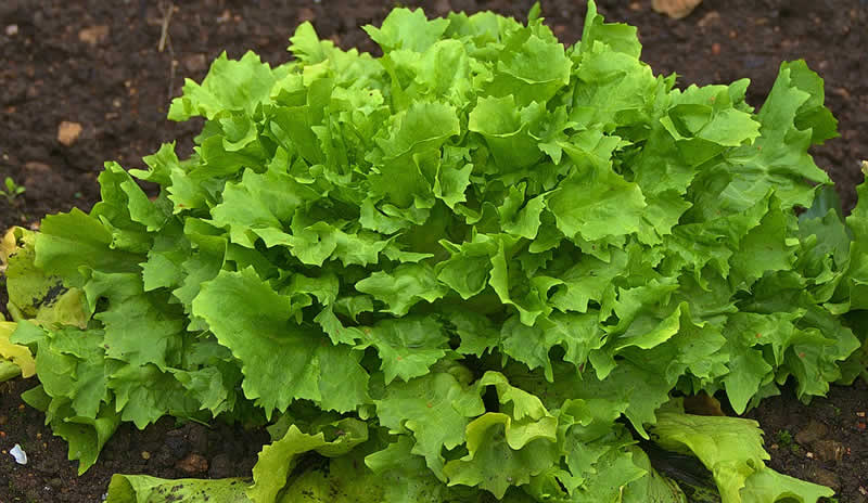 Salatrezepte mit Eisbergsalat