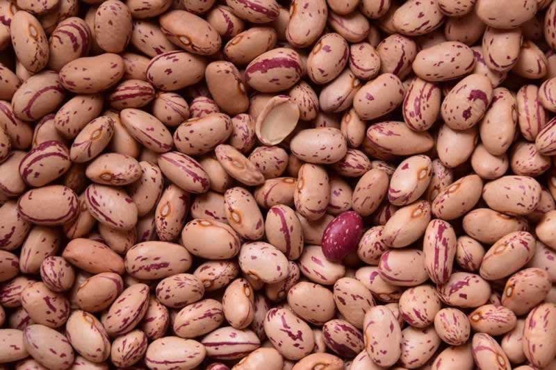 Bohnen mit vielen Vitaminen und N&auml;hrstoffen