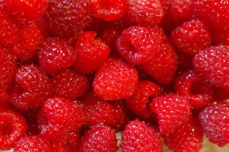Himbeeren mit Vitamin C und N&auml;hrstoffe