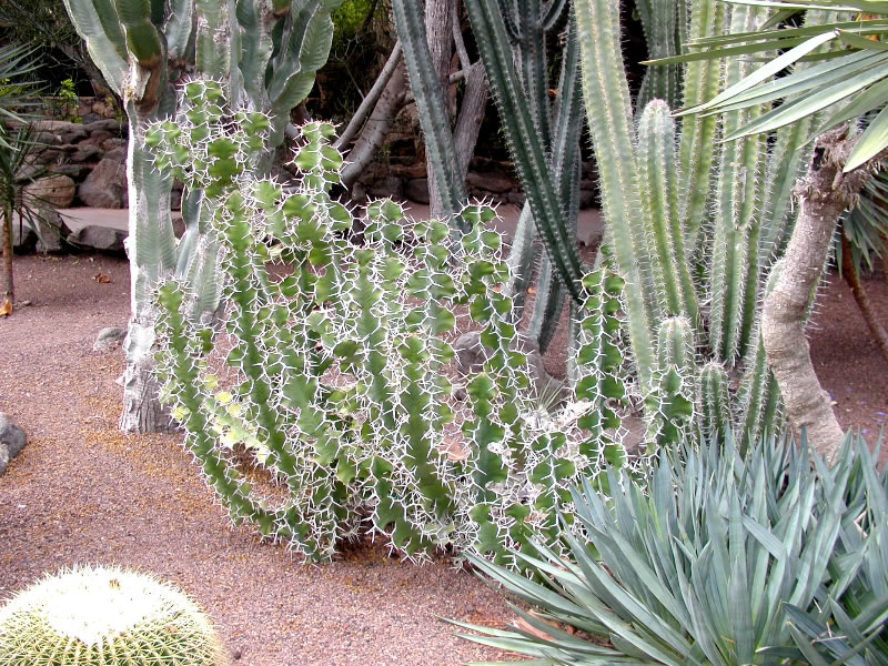 Botanik auf Gran Canaria