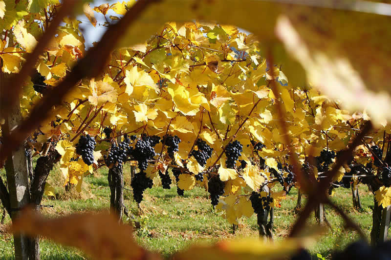 Weinlehrpfad in Feistritztal