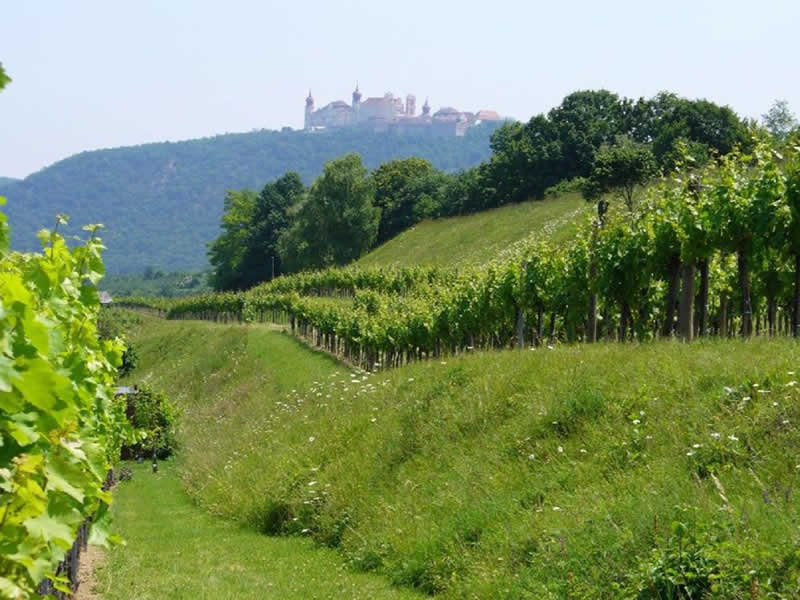 Natura Trail Wein und Natur in Furth bei Göttweig