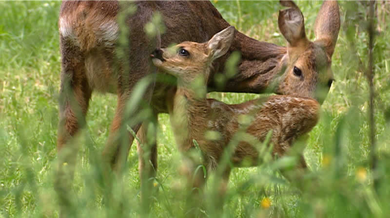 Natura Trail Im Wienerwald in Gie&szlig;h&uuml;bl