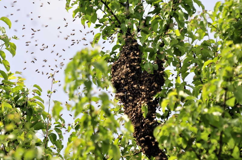 Bienenlehrpfad in G&ouml;riach im Lungau