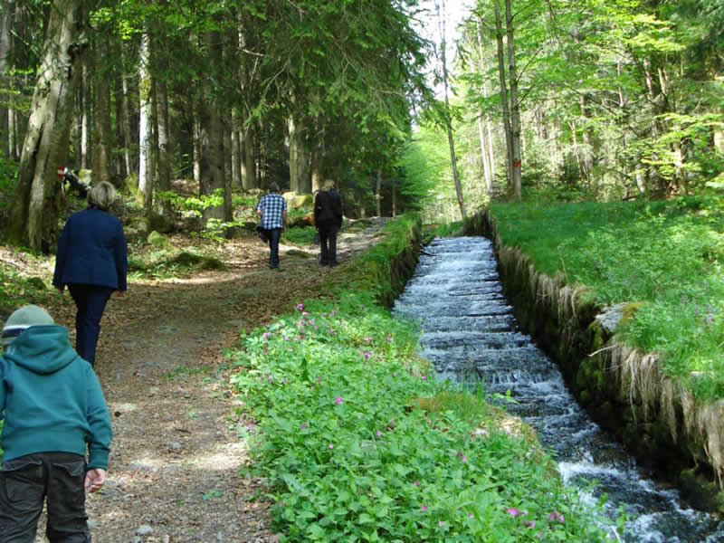 Lehrpfad Steilstufenweg in Haslach