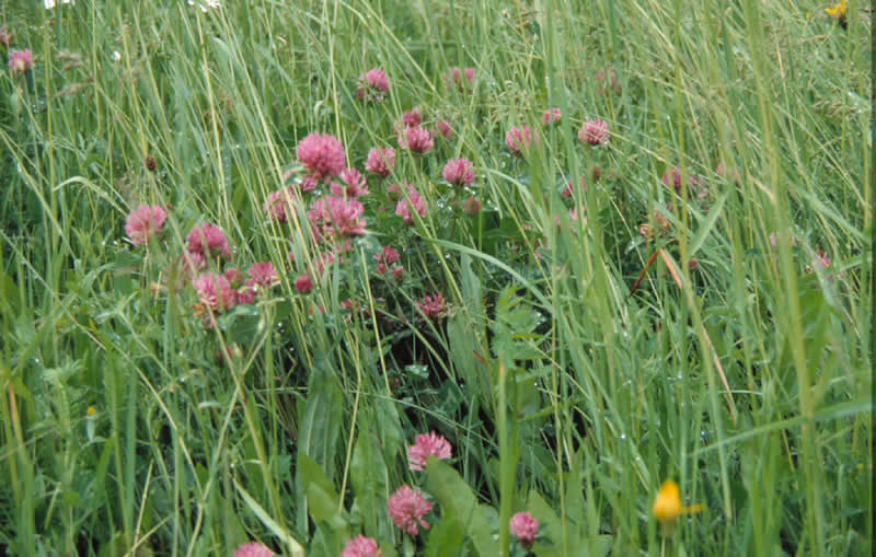 Natura Trail Warscheneck in Hinterstoder