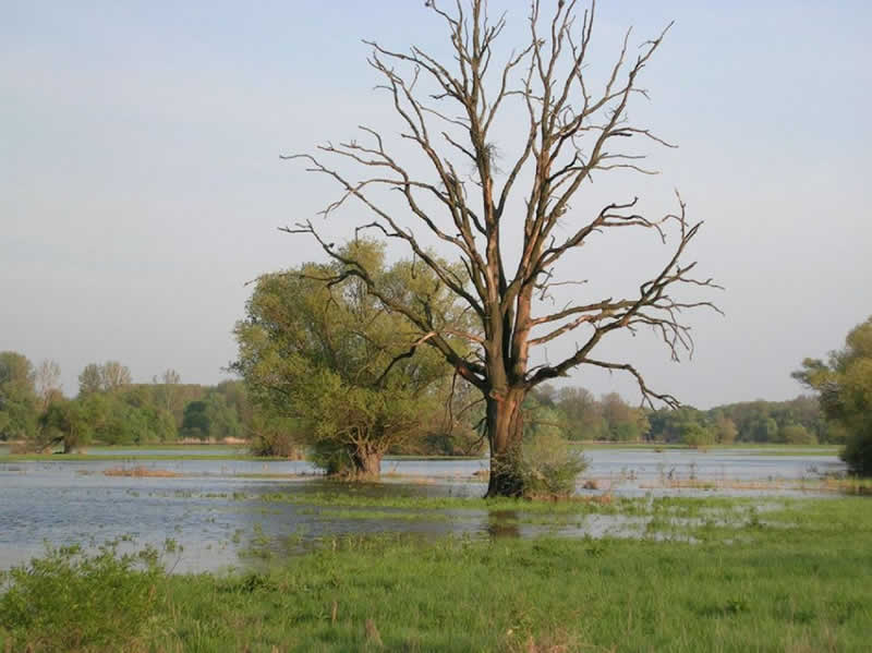 Naturlehrpfad March-Thaya-Zwickel in Hohenau