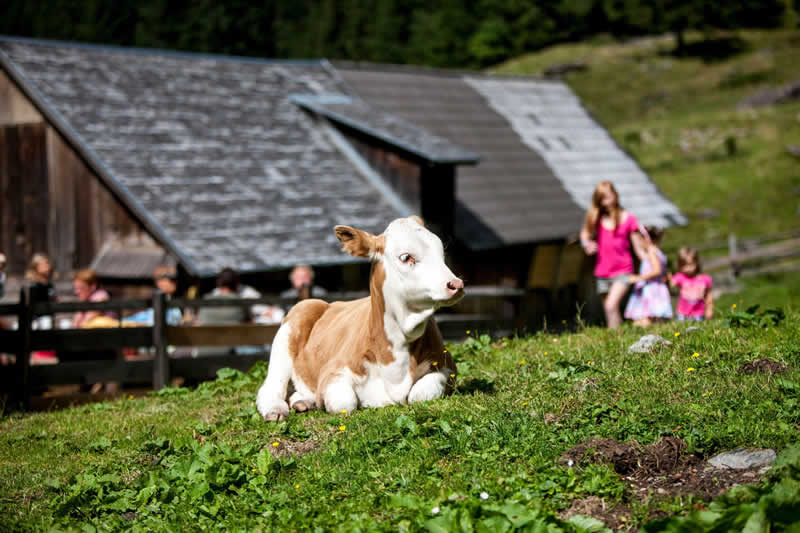 Kasweg in Irdning-Donnersbachtal