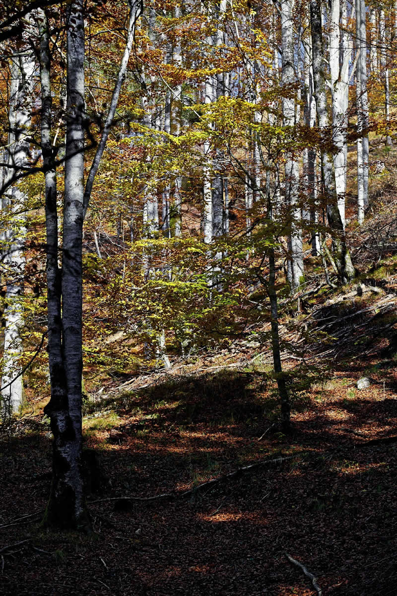 Lehrpfad Walderlebnisweg bei Lockenhaus Burgenland