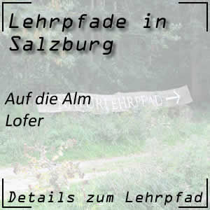 Auf die Alm in Lofer