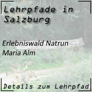 Erlebniswald Natrun in Maria Alm