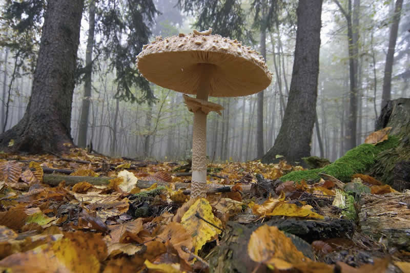 Pilzlehrpfad bei Markt Neuhodis im Burgenland