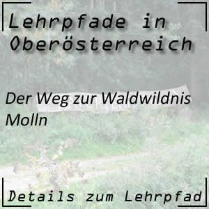 Waldlehrpfad in Molln