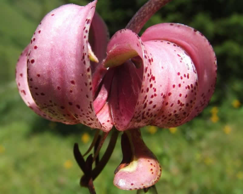 Erlebnisweg Nu&szlig;dorfer Berg in Osttirol
