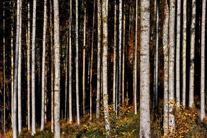 Baumwanderweg in Prutz