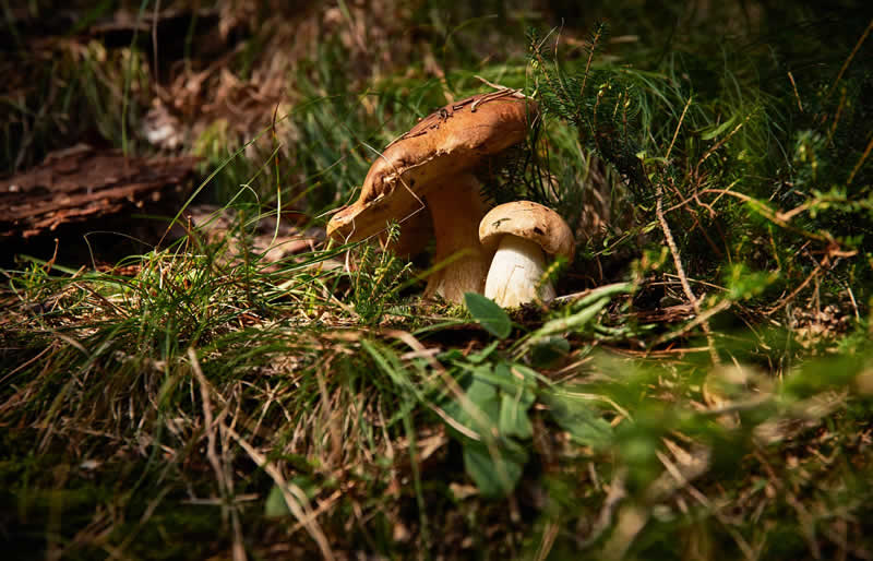 Waldlehrpfad Puch bei Hollabrunn