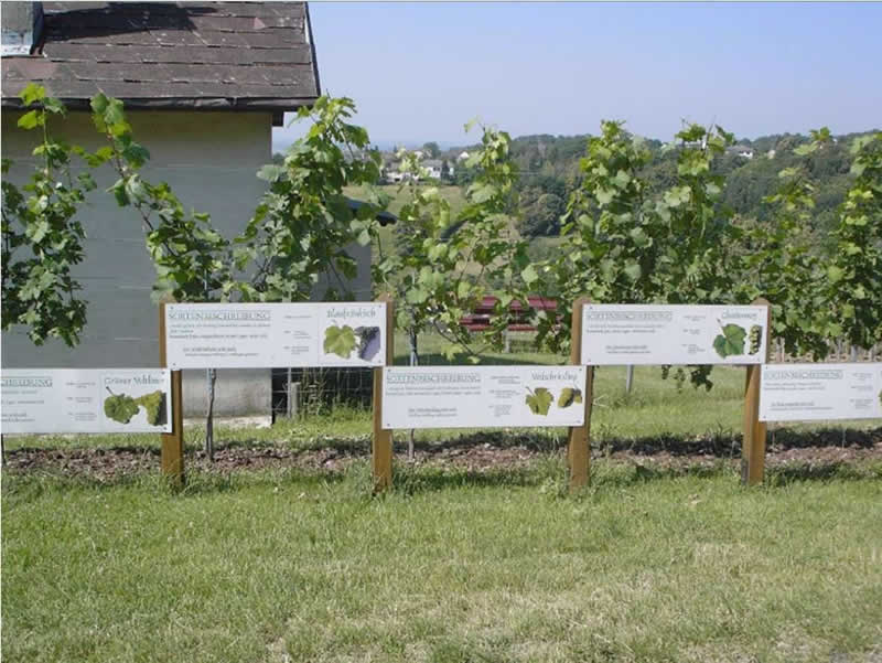 Weinlehrpfad bei Rechnitz im Burgenland