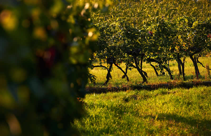 Weinwanderweg in Retz