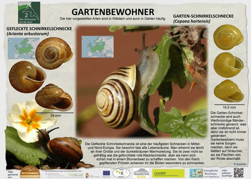 Schneckenlehrpfad in Scharnstein im Almtal