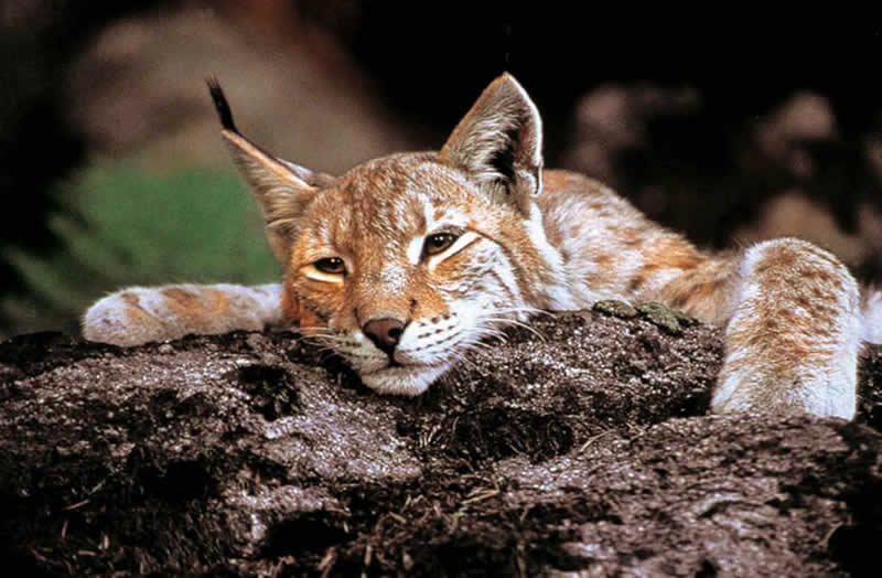 Natura Trail in Schwarzenberg am B&ouml;hmerwald