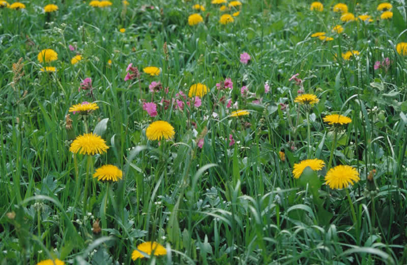 Blumenlehrweg in St. Jakob im Defereggental